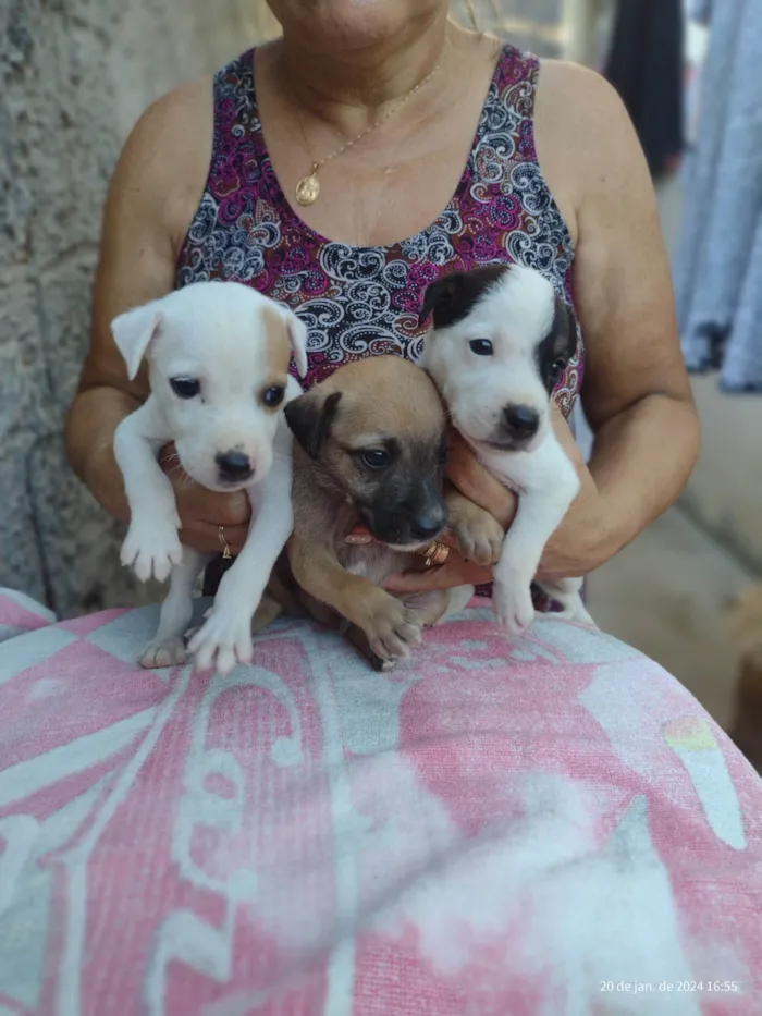 Cachorro ra a Pincher x Fox paulistinha idade 6 ou mais anos nome Floki