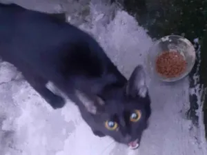 Gato raça SRD-ViraLata idade 2 a 6 meses nome Sem nome 