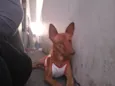 Mel