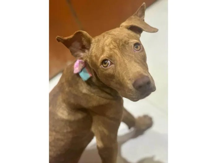 Cachorro ra a Mestiça de pitbull idade 7 a 11 meses nome Pantera
