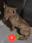 Pantera