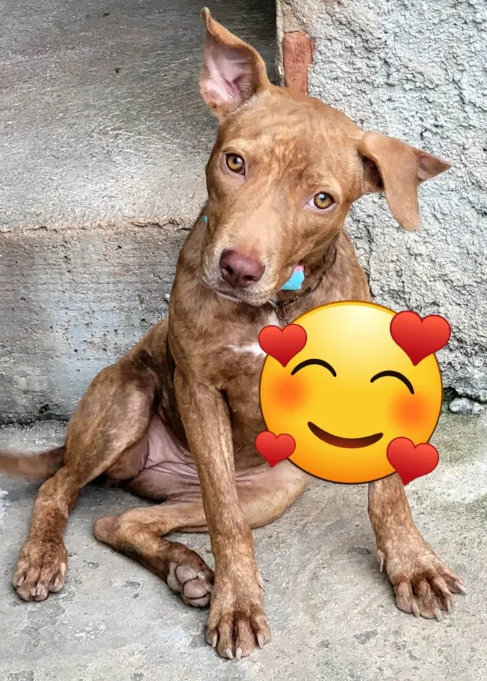 Cachorro ra a Mestiça de pitbull idade 7 a 11 meses nome Pantera