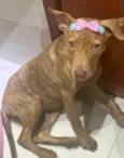 Pantera