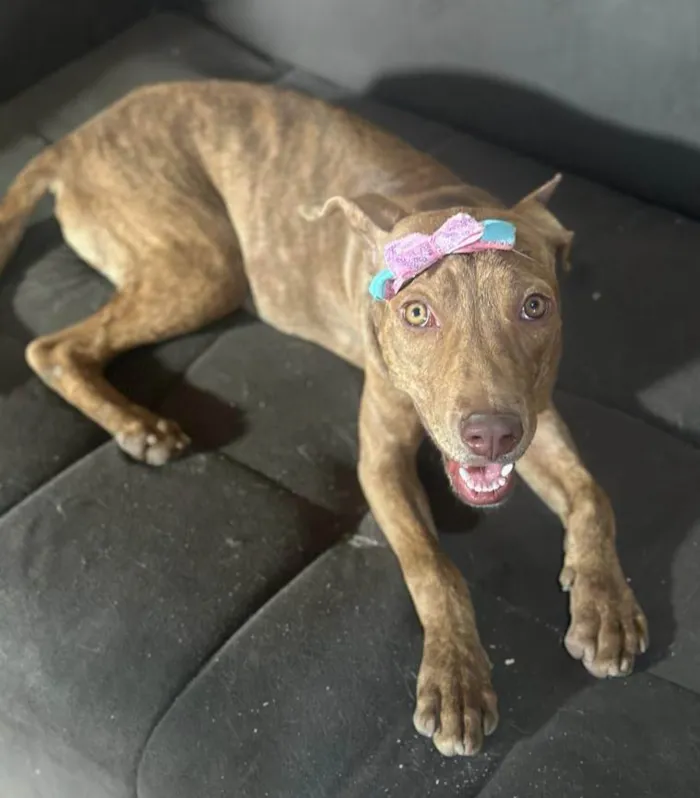 Cachorro ra a Mestiça de pitbull idade 7 a 11 meses nome Pantera