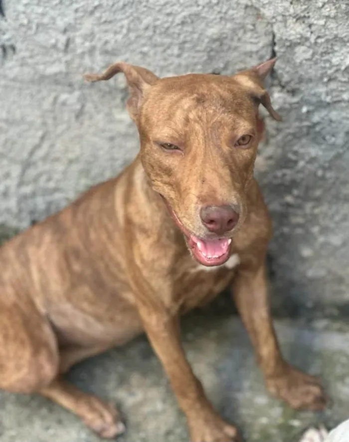 Cachorro ra a Mestiça de pitbull idade 7 a 11 meses nome Pantera