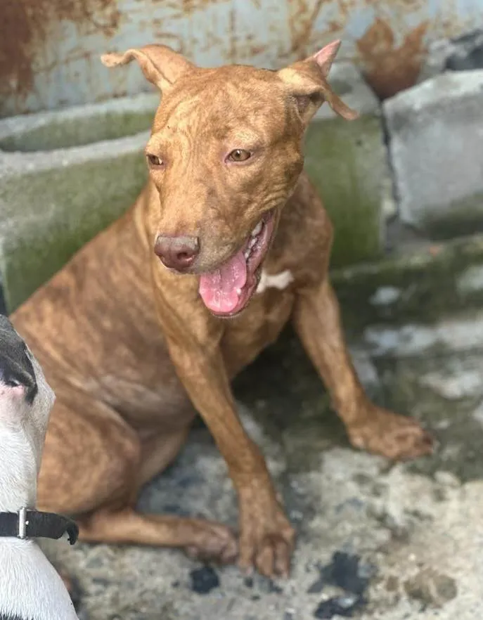 Cachorro ra a Mestiça de pitbull idade 7 a 11 meses nome Pantera