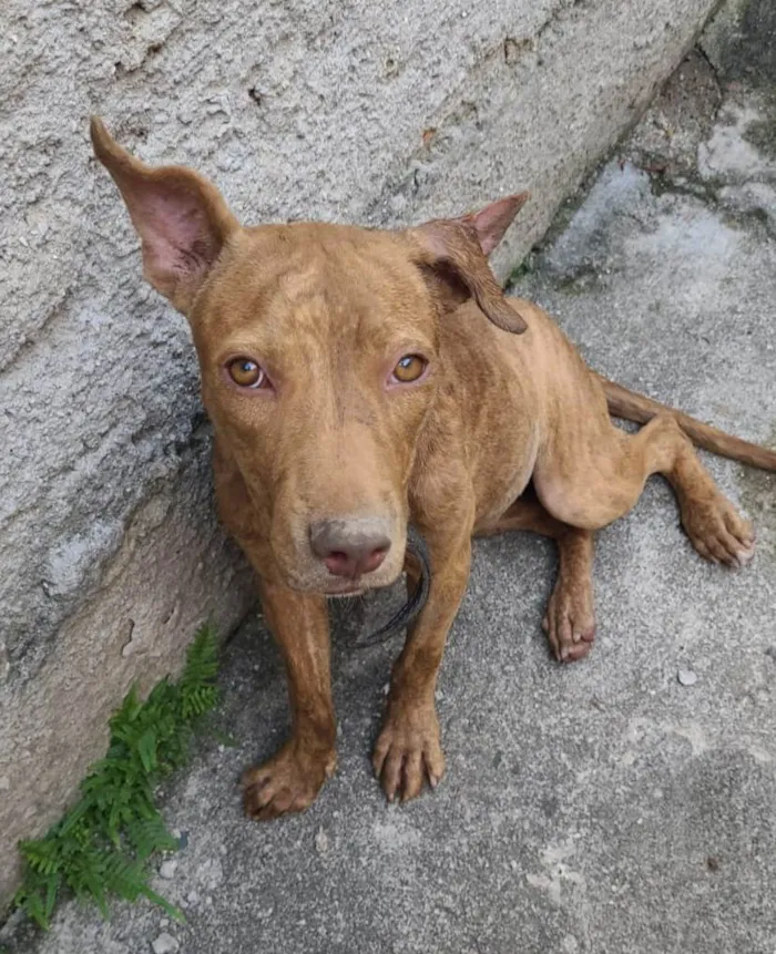 Cachorro ra a Mestiça de pitbull idade 7 a 11 meses nome Pantera