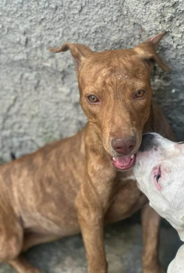 Cachorro ra a Mestiça de pitbull idade 7 a 11 meses nome Pantera