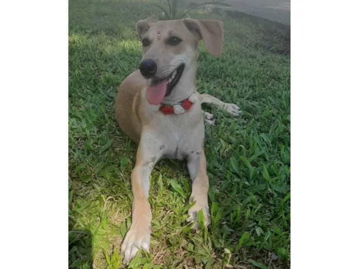 Cachorro ra a SRD-ViraLata idade 7 a 11 meses nome Mel