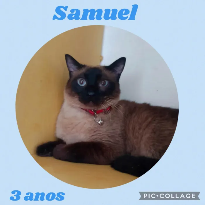 Gato ra a  idade 3 anos nome Samuel