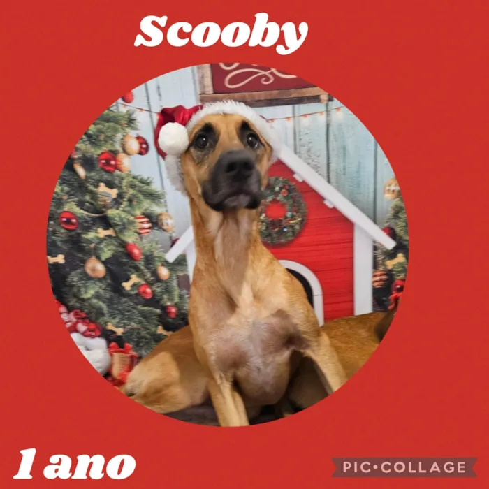Cachorro ra a  idade 1 ano nome Scooby
