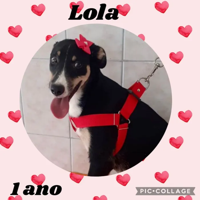 Cachorro ra a  idade 1 ano nome Lola