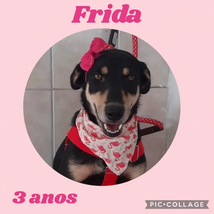 Cachorro ra a  idade 3 anos nome Frida 