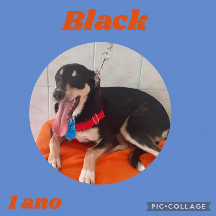 Cachorro ra a  idade 1 ano nome Black