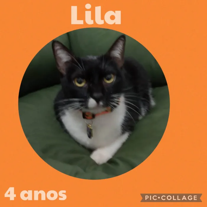 Gato ra a  idade 4 anos nome Lila