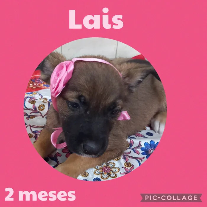 Cachorro ra a  idade 2 a 6 meses nome Lais
