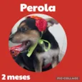 Pérola 