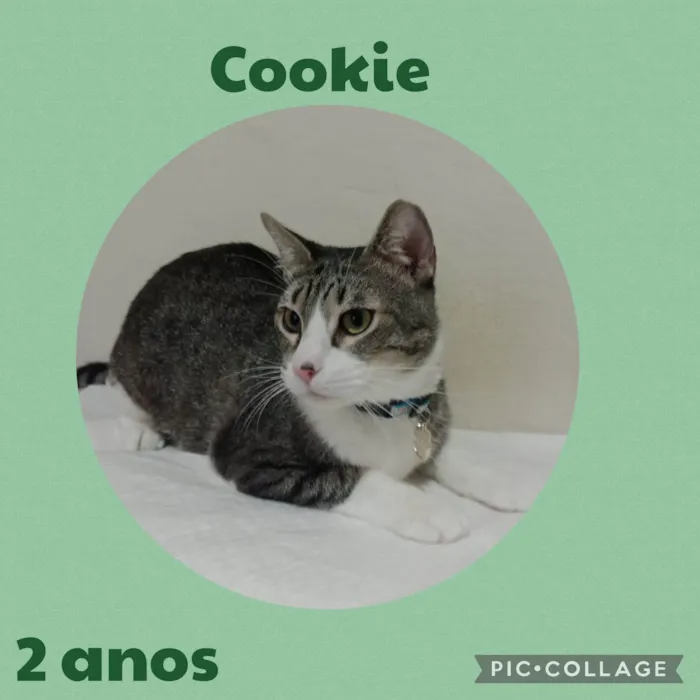 Gato ra a  idade 2 anos nome Cookie