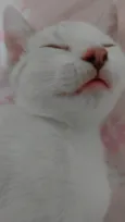 Mavi