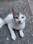 Ravi