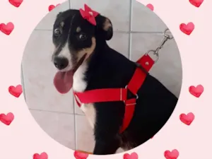 Cachorro raça  idade 1 ano nome Lola