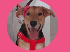 Cachorro raça  idade 1 ano nome Sol