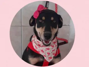 Cachorro raça  idade 3 anos nome Frida 