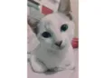 Mavi