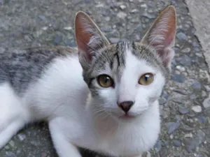 Gato raça SRD-ViraLata idade 2 a 6 meses nome Ravi