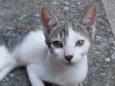 Ravi
