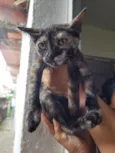 Bebês 