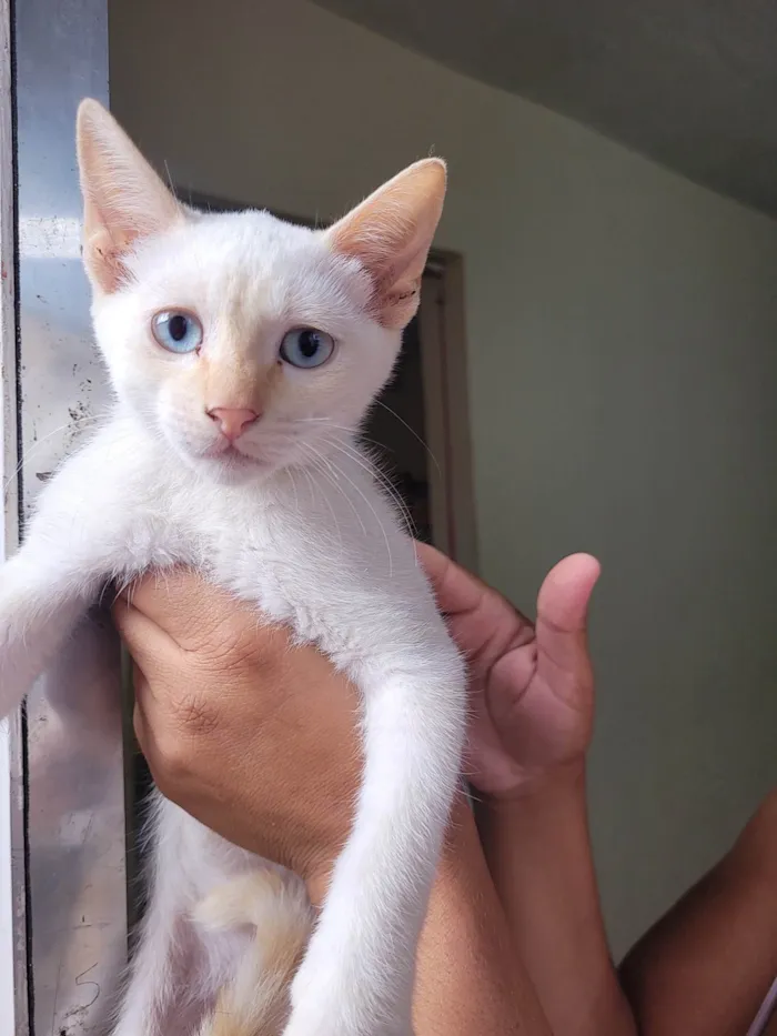 Gato ra a  idade  nome Bebês 
