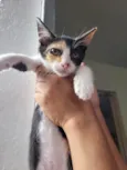Bebês 