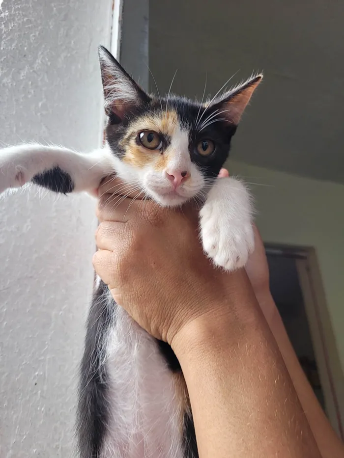 Gato ra a  idade  nome Bebês 