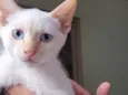 Bebês 