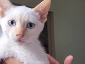 Gato raça  idade  nome Bebês 