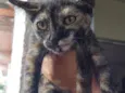 Bebês 