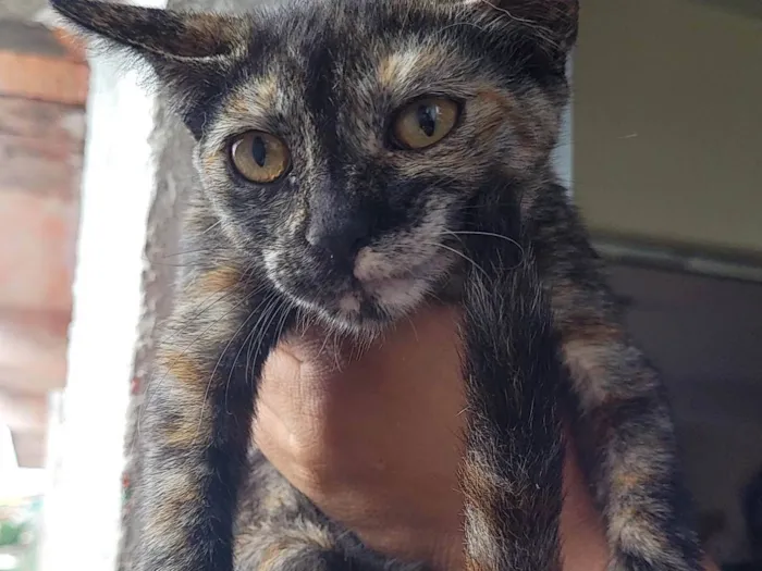 Gato ra a  idade  nome Bebês 