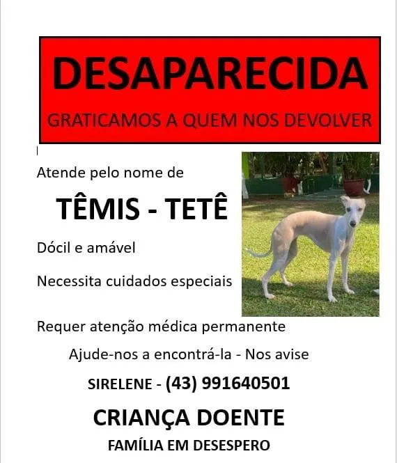 Cachorro ra a Whippet idade 4 anos nome GRATIFICA - Têmis