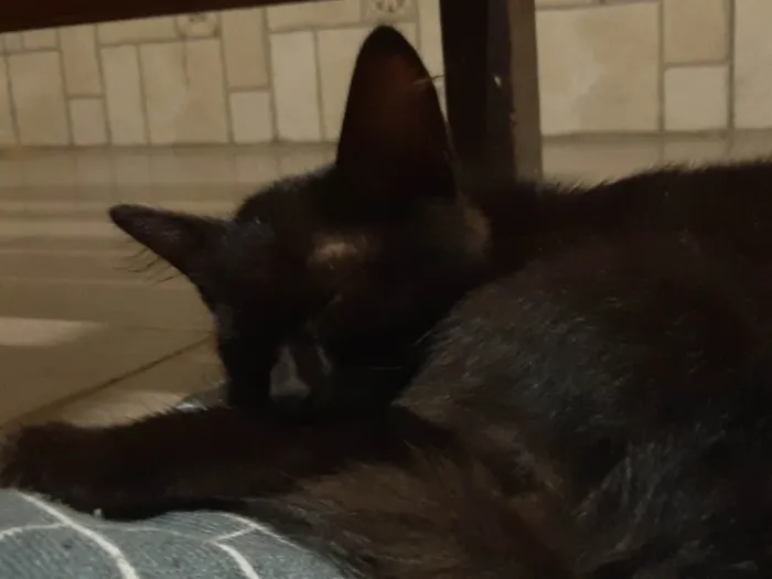 Gato ra a  idade 2 a 6 meses nome Litten