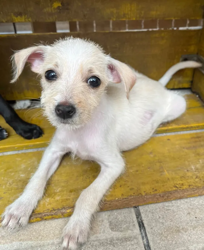 Cachorro ra a SRD-ViraLata idade 2 a 6 meses nome Yang