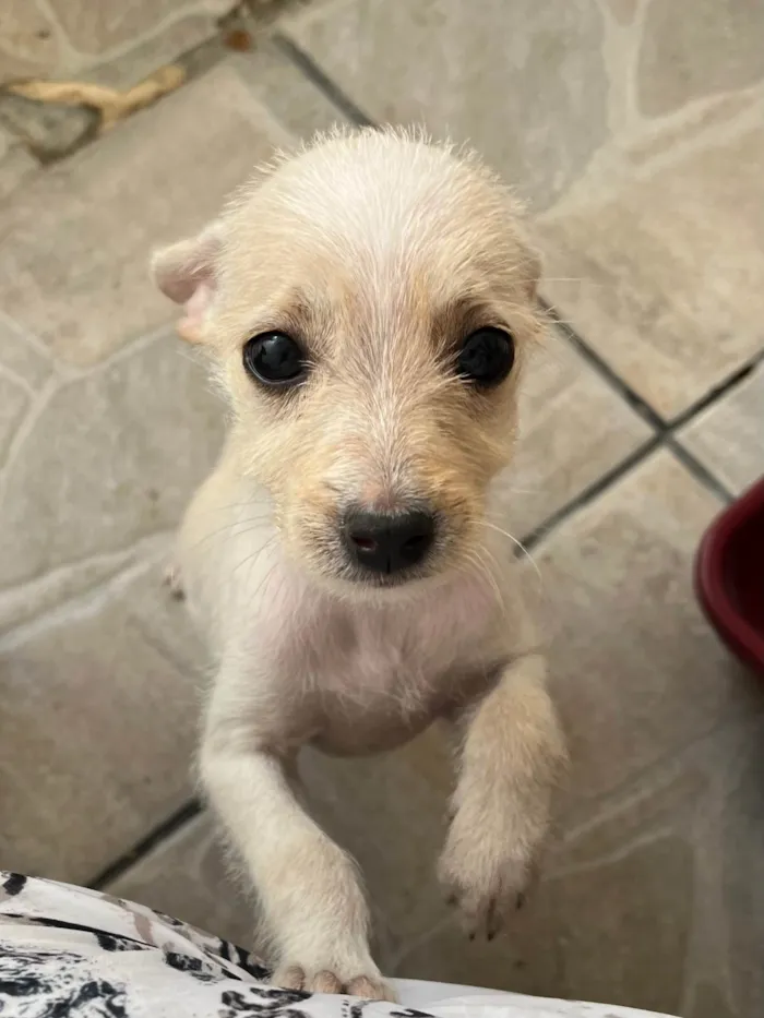 Cachorro ra a SRD-ViraLata idade 2 a 6 meses nome Yang