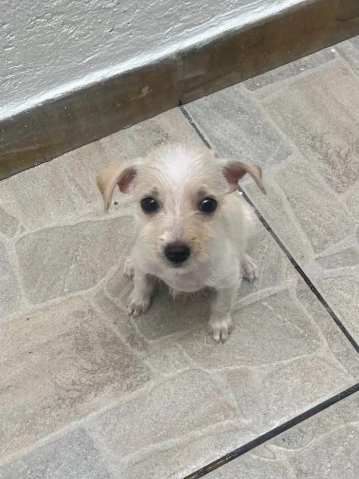 Cachorro ra a SRD-ViraLata idade 2 a 6 meses nome Yang