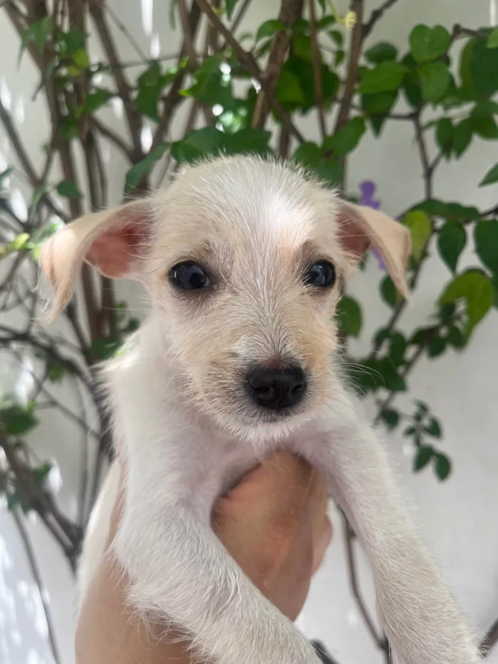 Cachorro ra a SRD-ViraLata idade 2 a 6 meses nome Yang