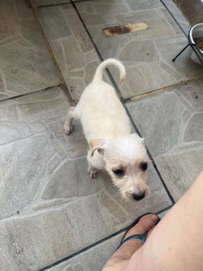 Cachorro ra a SRD-ViraLata idade 2 a 6 meses nome Yang
