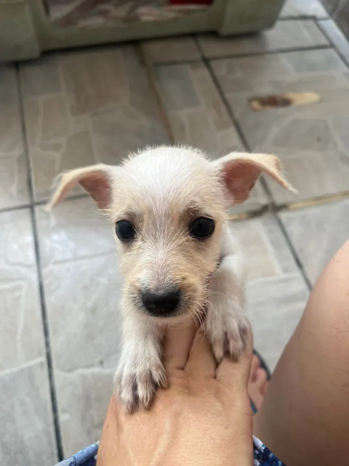 Cachorro ra a SRD-ViraLata idade 2 a 6 meses nome Yang
