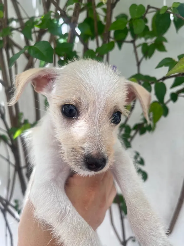 Cachorro ra a SRD-ViraLata idade 2 a 6 meses nome Yang