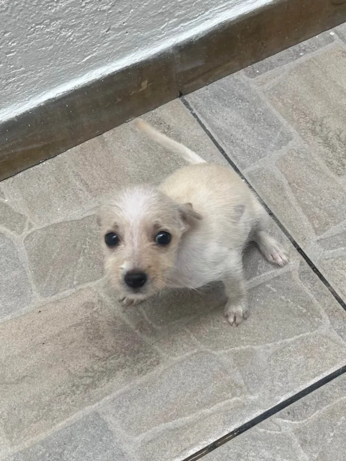 Cachorro ra a SRD-ViraLata idade 2 a 6 meses nome Yang