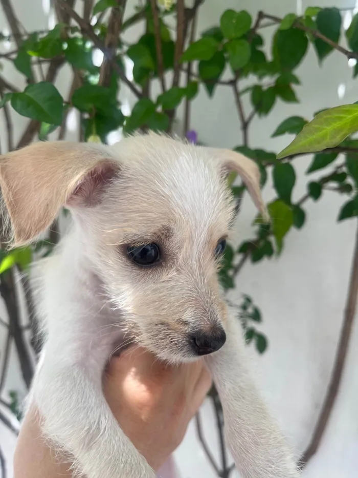 Cachorro ra a SRD-ViraLata idade 2 a 6 meses nome Yang