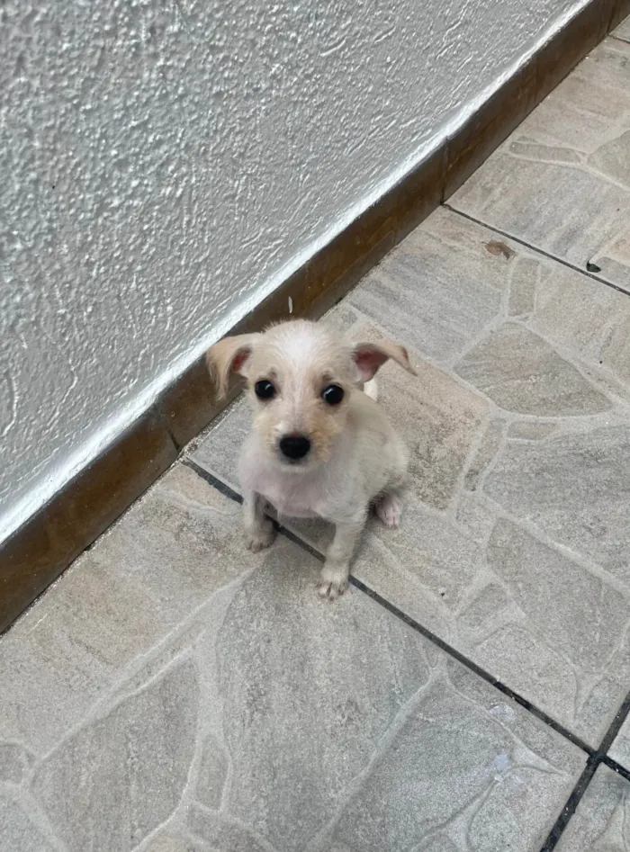 Cachorro ra a SRD-ViraLata idade 2 a 6 meses nome Yang